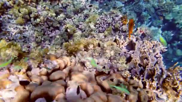 Víz alatti korallzátony. Közelkép. Gyönyörű, színes, víz alatti korallkert, a napfényben, sok kicsi, fényes, egzotikus hallal. Tengerészeti élet. Tengerek világa. korallkerti paradicsom. — Stock videók