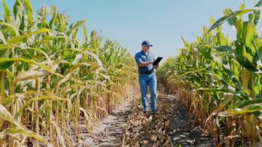 Mısır tarlası. Mısır tarlası. Dijital tabletli bir çiftçi, mısır tarlasında yürüyor, yeşil mısır tarlaları arasında. Tarım işi. Mısır çiftliği. Hasat zamanı.