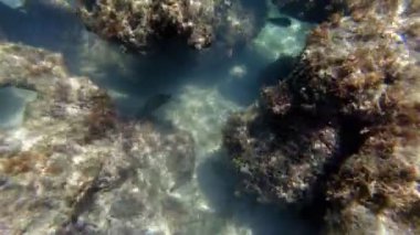 Deniz yatağı. Yakın plan. Su altında ölü, alg mercan resifleriyle kaplanmış, güneş ışığında, garip ve egzotik, tropikal balıklarla. Deniz hayatı. deniz dünyası.