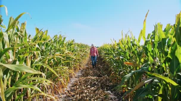 Plantation de maïs. champ de maïs. agricultrice, avec tablette numérique, marchant à travers le champ de maïs, entre les rangées de maïs vert. Agro-alimentaire. Une ferme de maïs. Temps de récolte. — Video