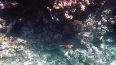 Su altı mercan kayalıkları. Deniz yatağı. Yakın plan. Sualtı mercan bahçesi, güneş ışığı altında, garip ve egzotik, tropikal balıklarla. Deniz hayatı. deniz dünyası.