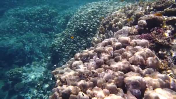 Podmořský korálový útes. Krásná podmořská korálová zahrada, na slunci, s nespočetnými malými, barevnými, lesklými, exotickými, útesovými rybami. Mořský život. mořský svět. — Stock video