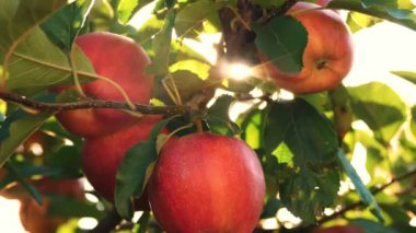 Elmalar. organik meyve. Elma yetiştiriciliği. Yakın plan. Taze elmalar dalda, güneş ışığında, meyve bahçesinde yetişir. Eko bahçesi. Bahçıvanlık. organik gıda. elma hasadı