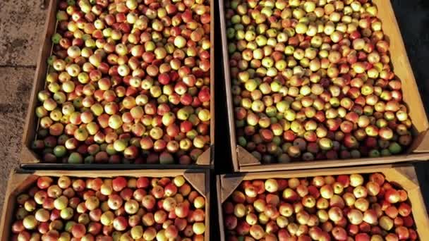 Äppellådor. äppelskörd. äppelgröda. närbild. Upp och ner. stora trälådor, fulla av nyskördade äpplen, utomhus. äppelodling — Stockvideo