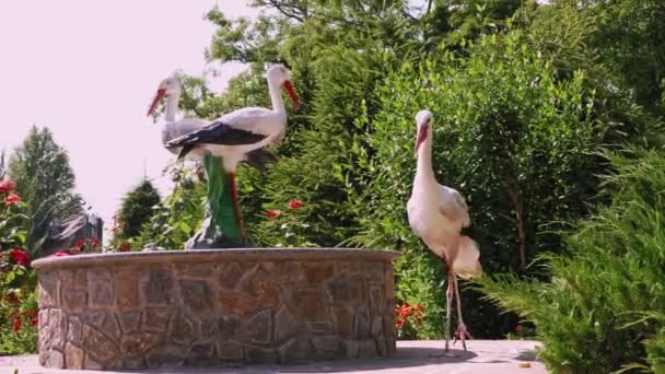 Vit stork. närbild. en levande fågel, en vit stork går bredvid skulpturen av två storkar. Vit storkfågel. cikonia ciconia. — Stockvideo