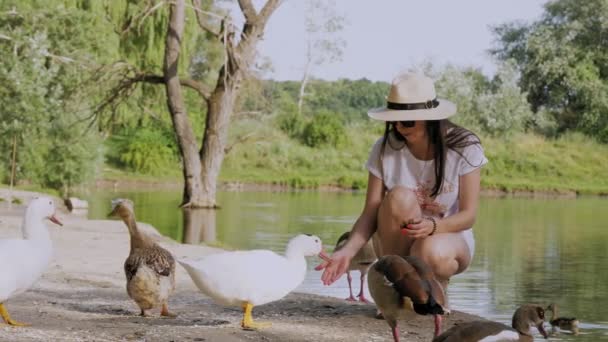 Enten füttern. Frau mit Hut und Sonnenbrille sitzt am See oder Teich und füttert Enten mit Brot im Stadtpark. — Stockvideo