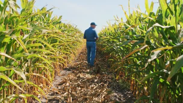 Plantacja kukurydzy. pole kukurydzy. widok z tyłu. Farmer, z cyfrowym tabletem, przechodzący przez pole kukurydzy, pomiędzy zielonymi rzędami kukurydzy. Agrobiznes. Farma kukurydzy. Czas zbiorów. — Wideo stockowe