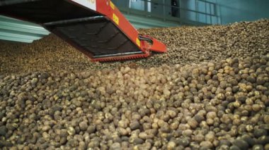 Patates hasadı. Depoda patates deposu var. Özel nakliye ekipmanları depoya ve depoya taze toplanmış patatesleri teslim ediyor. Ziraat. Çiftçilik. gıda endüstrisi