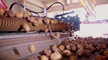 Patates hasadı. Yakın plan. Otomatik, kuru yapraklardan toplanmış taze patatesleri temizleme makinesi, taşıyıcı banttaki kök kalıntıları. Tarım teknolojileri. Otomatik tarım.