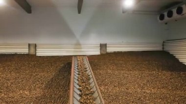 Depoda patates hasadı. Patates depolama. Depoda patates deposu var. patates hammaddesi.