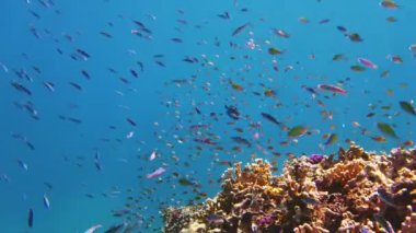 Su altı mercan kayalıkları. Balık sürüleri. sayısız farklı renkli, egzotik resif balığı mavi denizde yüzer ve güneş ışınları altında parlar. Okyanus ya da denizdeki su altı yaşamı. inanılmaz deniz manzarası.