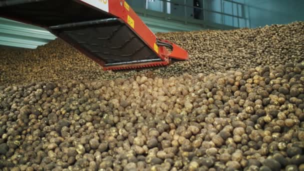 Potatisskörd. Potatislagring i lager. speciell transportutrustning levererar nyplockad potatis till förråd, lager. Jordbruk. Jordbruk. Livsmedelsindustri — Stockvideo