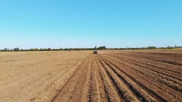 Sklizeň brambor. Sklizeň brambor. Zemědělské stroje, traktor s bramborovým kombajnem, sklízejí brambory na farmě. Chytré zemědělství. letecký pohled. slunečný podzimní den — Stock video