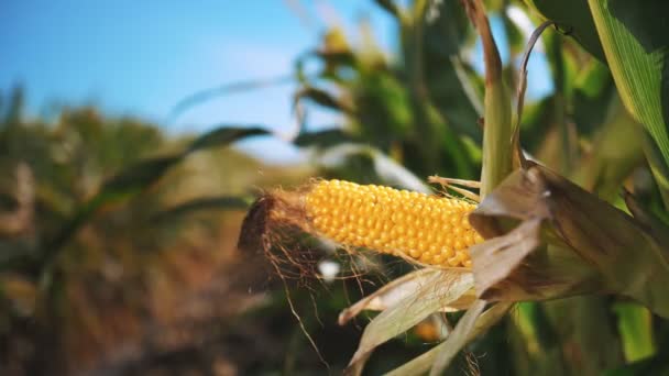 Pannocchia di mais. piantagione di mais. campo di grano. primo piano. pannocchia di mais giallo maturo pronto per il raccolto. semi di mais. nei raggi del sole, sullo sfondo del cielo blu. Agribusiness. La fattoria del mais. Tempo di raccolta. — Video Stock