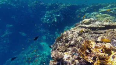 Su altı mercan kayalıkları. Renkli egzotik balıklarla dolu deniz altı mercan bahçesi. Deniz hayatı. Deniz dünyası. Sualtı Tropik Balık ve Mercan Bahçesi.