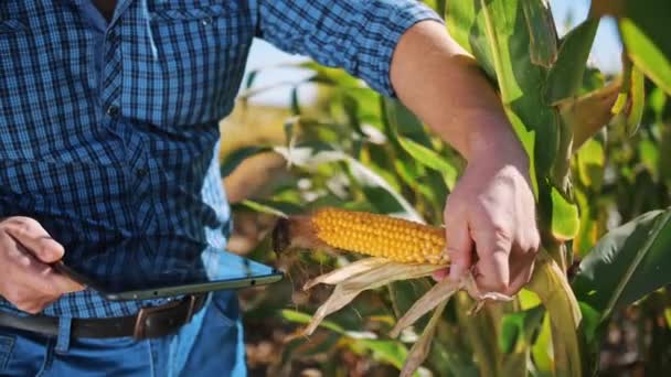 Maisanbau. Nahaufnahme. Landwirt überprüft Qualität, Reife des Mais mit digitaler Tablette, untersucht Maisernte vor der Ernte. Agrarwirtschaft. Maisfarm. Erntezeit. — Stockvideo