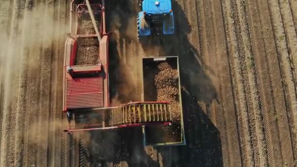 Potato harvesting. Farm machinery, tractor with trailer and potato harvester, are harvesting potatoes, on farm field. aerial, top view. — Stock Video