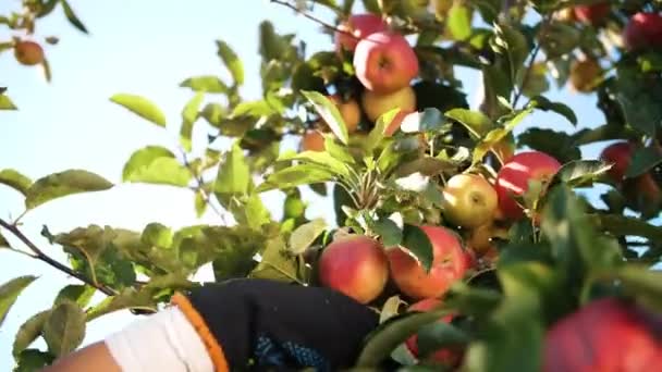 Appeloogst. biologisch fruit. appelteelt. close-up. appeloogst plukken. Tuinieren. biologisch voedsel. appels in een zonnevlam. eco-tuin. — Stockvideo