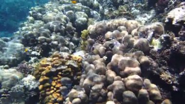 Su altı mercan kayalıkları. Yakın plan. Güneş ışığında güzel bir deniz manzarası. Renkli, sualtı mercanları ve sayısız küçük, parlak resif balıkları. Deniz hayatı. Deniz dünyası. mercan bahçesi cenneti