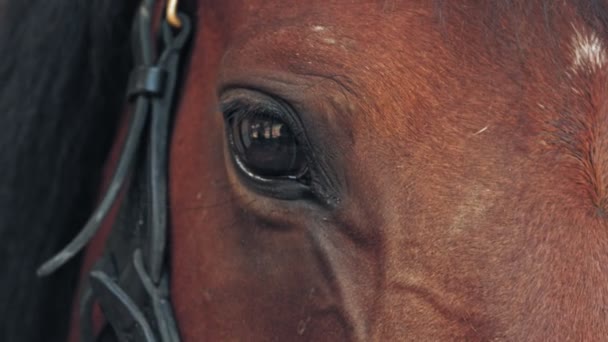 Ojos de caballo. Primer plano. oscuros, negros, grandes ojos de caballo en los rayos del sol. Amor de caballo. Equitación. Caballo en detalle. — Vídeo de stock