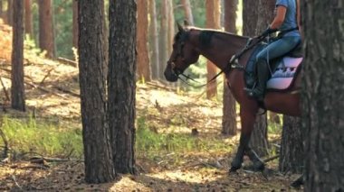 Ata binmek. Malzeme. Genç bayan, atlı adam ormanda kahverengi ata biniyor. Güneşli yaz gününde, güneş ışınlarında..