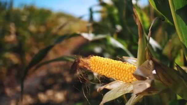 Espiga de milho. plantação de milho. Campos de milho. close-up. Costela de milho amarelo madura pronta para a colheita. sementes de milho. em raios solares, contra o céu azul pano de fundo. Agronegócio. Fazenda de milho. Hora da colheita. — Vídeo de Stock