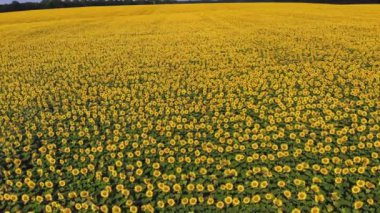 Ayçiçeği tarlası. Havacılık. Üst Manzara. Hava aracı videosu. Ayçiçeği tarlalarının üzerinde uçan. Çiftlik arazisinde parlak sarı ayçiçekleri açıyor. Yaz günü. Tarım.