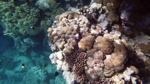水下珊瑚礁。特写。水下珊瑚花园海景,阳光下,有五彩斑斓,异国情调的热带鱼.海洋生物。海洋世界。水底健康珊瑚园. — 图库视频影像