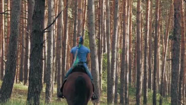 Lovaglás. Egyenlőség. Fiatal nő, a lovas barna lovon lovagol az erdőben, a nyári napsütésben, napsugarakban.. — Stock videók