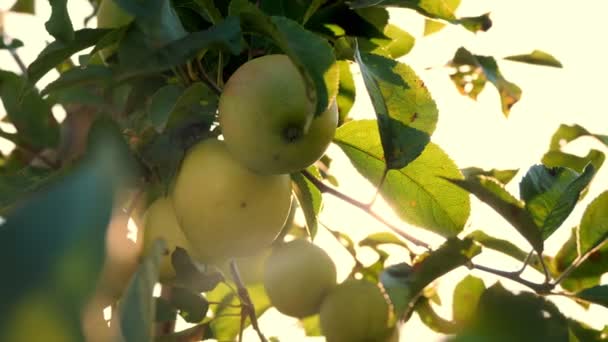 リンゴだ。有機果物だ。リンゴ栽培。接近中だ。新鮮なリンゴは枝に、太陽のフレアに、果樹園で育ちます。エコガーデン。ガーデニング。有機食品だ。リンゴの収穫 — ストック動画