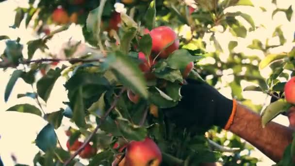 Cosecha de manzanas. fruta orgánica. cultivo de manzanas. Primer plano. recogiendo la cosecha de manzana. Jardinería. comida orgánica. manzanas en la bengala del sol. jardín ecológico. — Vídeos de Stock