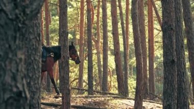 Ata binmek. Malzeme. Genç bayan, atlı adam ormanda kahverengi ata biniyor. Güneşli yaz gününde, güneş ışınlarında..