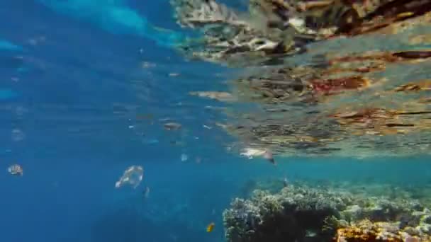 Skräp i havet. Plastförorening av havet. används, plastpåsar som sakta glider över korallrevet, under vattnet, i solljuset. Problem med miljöförstöring av plastavfall — Stockvideo
