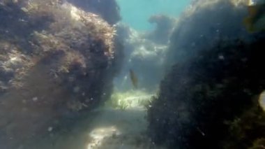 Deniz yatağı. Yakın plan. Su altında ölü mercan resifi, güneş ışığında, garip ve egzotik, tropikal balıklarla. Deniz hayatı. deniz dünyası.