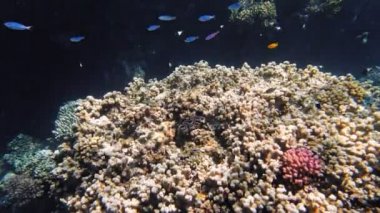 Su altı mercan kayalıkları. Su altı mercan bahçesi, güneş ışığında, sayısız küçük, renkli, parlak, egzotik resif balığıyla. Deniz hayatı. deniz dünyası.