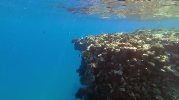 水下珊瑚礁。美丽的水下珊瑚花园海景，在阳光下，有着无数的小而多彩的、闪亮的、奇异的珊瑚礁鱼。海洋生物。海洋世界. — 图库视频影像