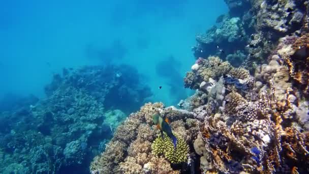Υποθαλάσσιο κοραλλιογενή ύφαλο. Όμορφη υποβρύχια κοραλλιογενή τοπίο κήπο, στο φως του ήλιου, με πολύχρωμα, εξωτικά, τροπικά ψάρια. Θαλάσσια ζωή. Θαλάσσιος κόσμος. Υποθαλάσσια υγιή κοραλλιογενή κήπο. — Αρχείο Βίντεο