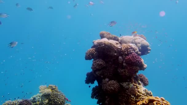 Unterwasserkorallenriff. Schöne, farbenfrohe Unterwasser-Korallenlandschaft, im Sonnenlicht, mit einem Schwarm kleiner, glänzender, exotischer Fische. Meeresleben. Meereswelt. Gesunder Korallengarten unter Wasser. — Stockvideo