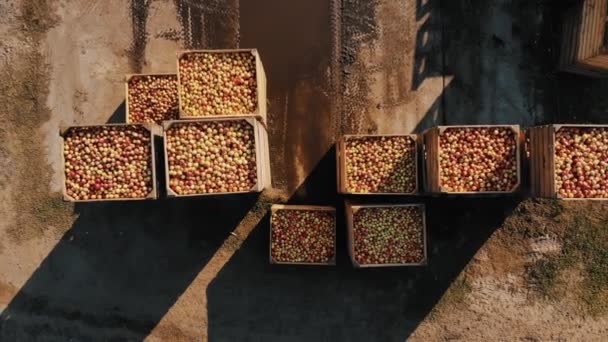 Äppellådor. äppelskörd. äppelgröda. Flygbild. Upp och ner. stora trälådor, fulla av nyskördade äpplen, utomhus. äppelodling — Stockvideo