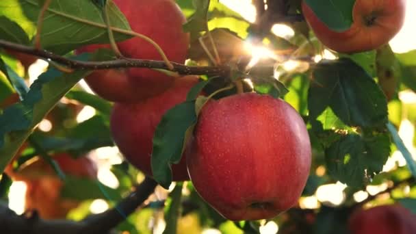 Appels. biologisch fruit. appelteelt. close-up. verse appels groeien op takken, in zonnevlam, in boomgaard. eco tuin. Tuinieren. biologisch voedsel. appeloogst — Stockvideo