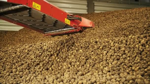 Zbiorów ziemniaków. Przechowywanie ziemniaków w magazynie. specjalne urządzenia transportowe dostarczają świeżo zebrane ziemniaki do magazynu, magazynu. Rolnik. rolnictwo. przemysł spożywczy — Wideo stockowe