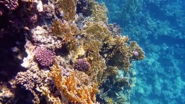 Su altı mercan kayalıkları. Güneş ışığında güzel bir deniz manzarası. Renkli, sualtı mercan bahçesi sayısız küçük, parlak, egzotik resif balığı. Deniz hayatı. Deniz dünyası, cennet — Stok video