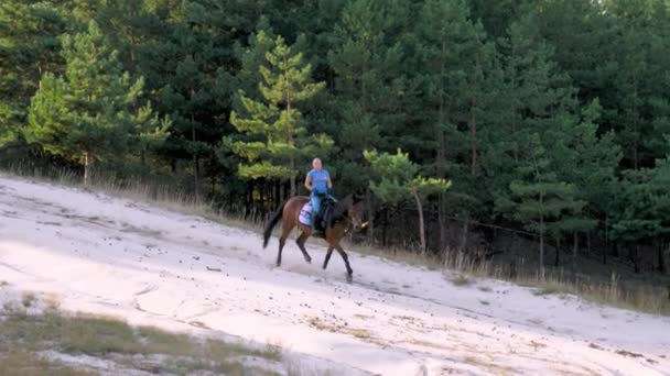 Верховая езда. Уравнивание. Молодая женщина, всадник едет верхом на лошади по песчаной дороге возле соснового леса, на закате, в теплых летних солнечных лучах. — стоковое видео