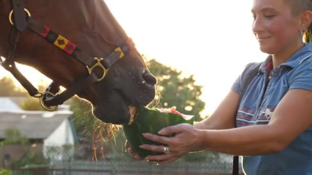 Paardenverzorging. jonge vrouw voedt, behandelt het paard met een heerlijke watermeloen, bij zonsondergang, in de achtergrond van warme zomer zonlicht — Stockvideo