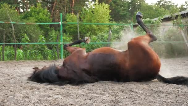 Hästgård. Hästen rullar ut i marken. en stor brun häst faller ut i sanden, rullas ut i marken, i en hage på en ranch eller gård. — Stockvideo