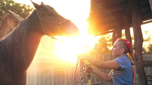 Opieki nad koniem. Młoda kobieta myje konia, używając węża natryskowego, o zachodzie słońca, w świetle ciepłego letniego słońca, na ranczu lub farmie. proces mycia konia — Wideo stockowe