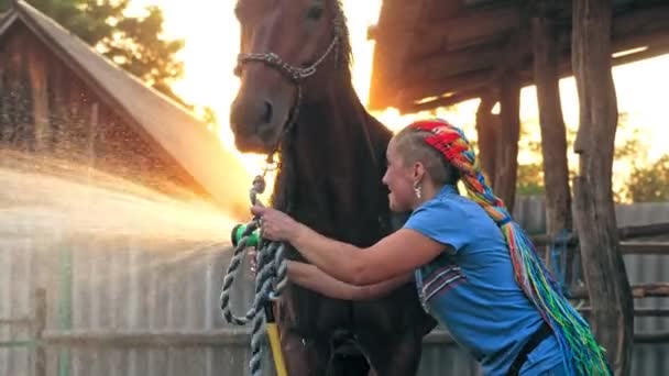 Paardenverzorging. jonge vrouw is het wassen van een paard, met behulp van een sproeislang, bij zonsondergang, in de achtergrond van warm zomerlicht, op een ranch of een boerderij. proces van het wassen van het paard — Stockvideo