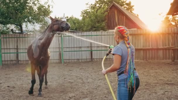 Soin des chevaux. jeune femme lave un cheval, à l'aide d'un tuyau de pulvérisation, au coucher du soleil, dans le contre-jour de la lumière chaude du soleil d'été, sur un ranch ou une ferme. processus de lavage du cheval — Video