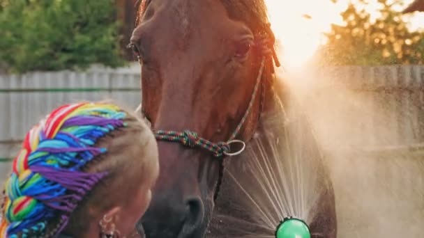 Paardenverzorging. jonge vrouw is het wassen van een paard, met behulp van een sproeislang, bij zonsondergang, in de achtergrond van warm zomerlicht, op een ranch of een boerderij. proces van het wassen van het paard — Stockvideo
