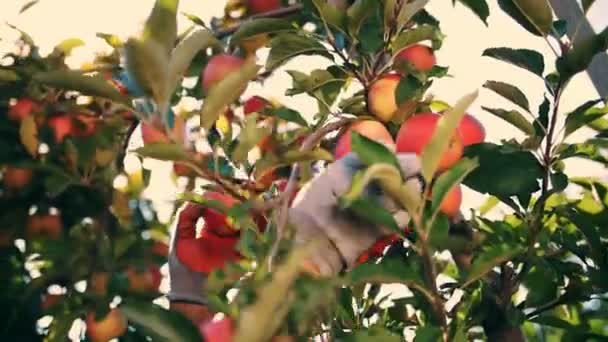 苹果收获。有机水果。苹果种植。特写。采摘苹果。园艺。有机食品。太阳耀斑下的苹果。生态园林. — 图库视频影像